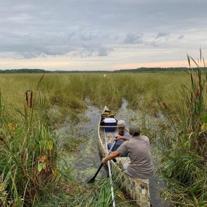 A Robust Wild Rice Crop Welcomes Harvesters and Waterfowlers in 2020