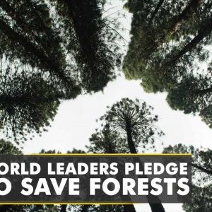 COP26 Summit: World leaders promise to reverse deforestation by 2030  | Latest English News | WION